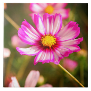 Rosa Kosmos, Hütte Garten Rosalinde Fliese