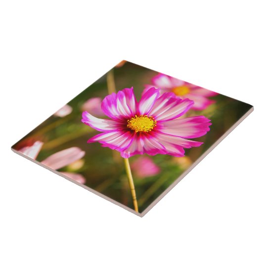 Rosa Kosmos, Hütte Garten Rosalinde Fliese (Seite)