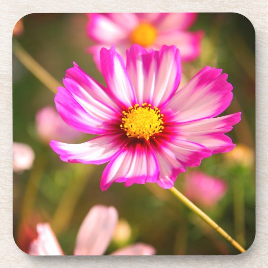 Rosa Kosmos, Hütte Garten Rosalinde Getränkeuntersetzer (Vorderseite)