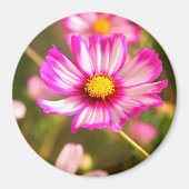 Rosa Kosmos, Hütte Garten Rosalinde Magnet (Vorne)