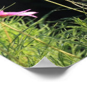 Rosa Kosmos in der Morgensonne Poster (Ecke)