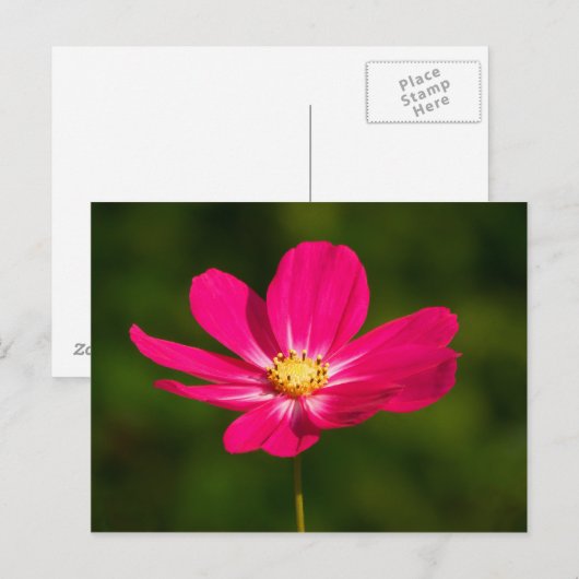 Rosa Kosmos Postkarte (Vorne/Hinten)