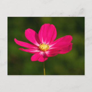 Rosa Kosmos Postkarte