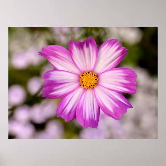 Rosa Kosmos schließen Poster (Vorne)