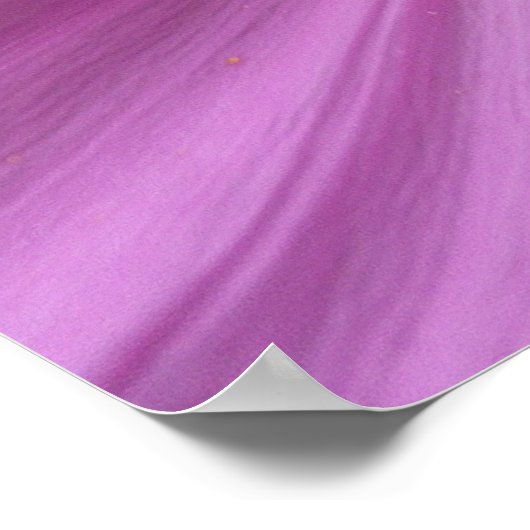 Rosa Kosmos-Wildblume Poster (Ecke)