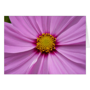 Rosa Kosmos-Wildblumen-Blüten