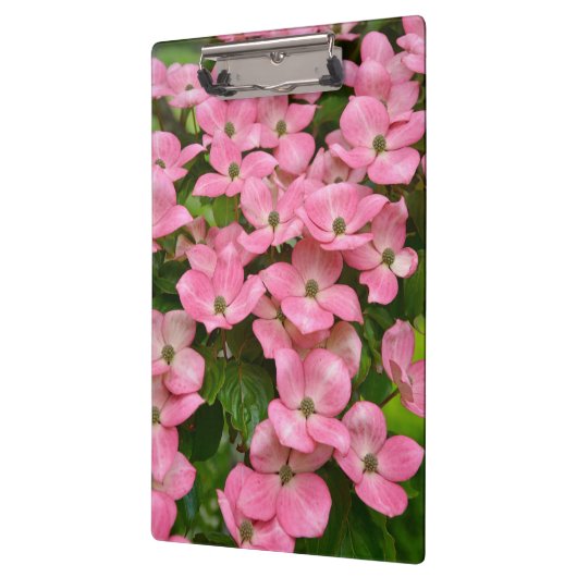 Rosa kousa Hartriegel-Blumen Klemmbrett (Links)