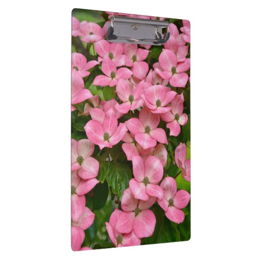 Rosa kousa Hartriegel-Blumen Klemmbrett (Rechts)