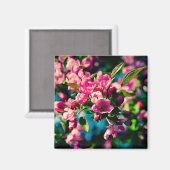 Rosa Krabbenapfel-Blume Magnet (Vorderseite/Rückseite)