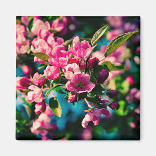Rosa Krabbenapfel-Blume Magnet