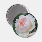 Rosa "L' hiver" Magnet (Vorderseite/Rückseite)