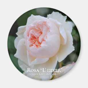 Rosa "L' hiver" Magnet
