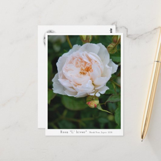 Rosa “L' hiver” Postkarte (Vorderseite/Rückseite Beispiel)