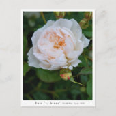Rosa “L' hiver” Postkarte (Vorderseite)