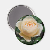 Rosa La Petitte Poir Magnet (Vorderseite/Rückseite)