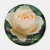 Rosa La Petitte Poir Magnet (Vorne)