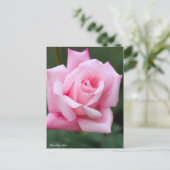 Rosa Lady Luck: Postcard Postkarte (Stehend Vorderseite)
