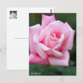 Rosa Lady Luck: Postcard Postkarte (Vorne/Hinten)
