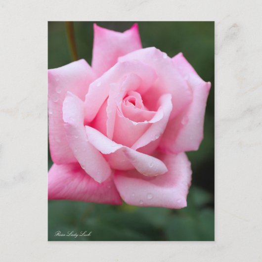 Rosa Lady Luck: Postcard Postkarte (Vorderseite)