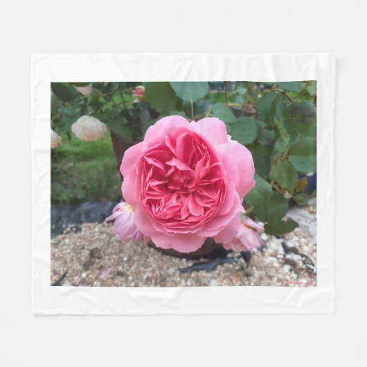 Rosa Landrose Blumen Flanelldecke Fleecedecke (Vorderseite (Horizontal))