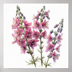 Rosa Larkspur Blume Art Print Poster