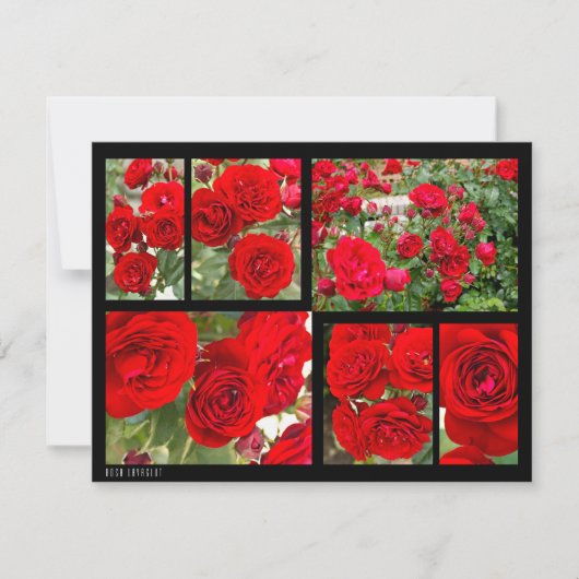 Rosa Lavaglut (Vorderseite)