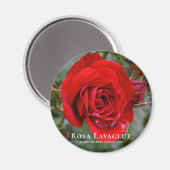 Rosa Lavaglut グ ネ Magnet (Vorderseite/Rückseite)