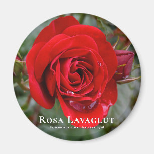 Rosa Lavaglut グ ネ Magnet