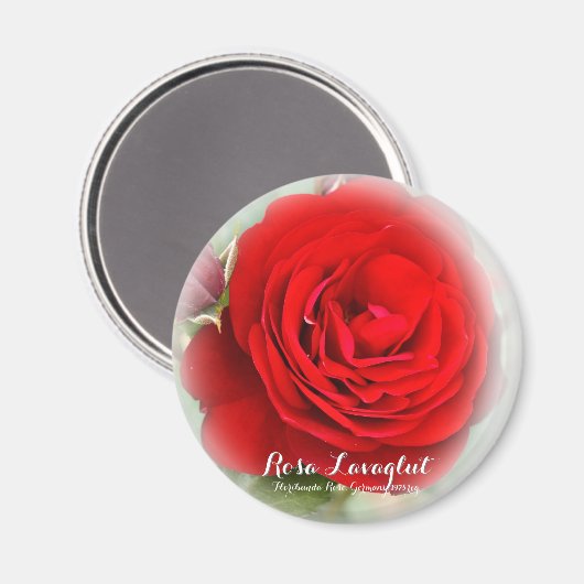 Rosa Lavaglut Magnet (Vorderseite/Rückseite)