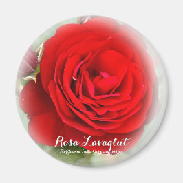Rosa Lavaglut Magnet