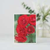 Rosa Lavaglut Postkarte (Stehend Vorderseite)