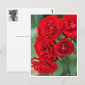 Rosa Lavaglut Postkarte (Vorne/Hinten)