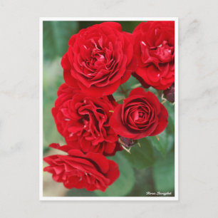Rosa Lavaglut Postkarte