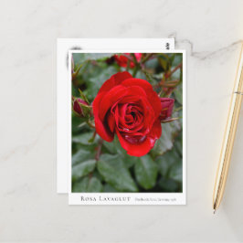Rosa Lavaglut Postkarte
