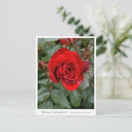 Rosa Lavaglut Postkarte (Stehend Vorderseite)