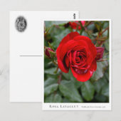 Rosa Lavaglut Postkarte (Vorne/Hinten)