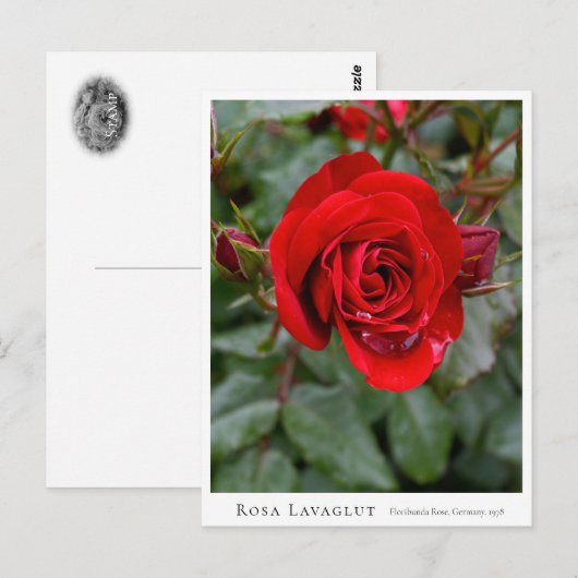 Rosa Lavaglut Postkarte (Vorne/Hinten)