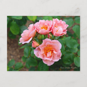 Rosa Lavender Pinocchio [Postkarte] Postkarte