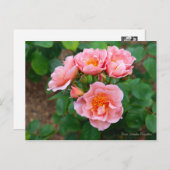 Rosa Lavender Pinocchio [Postkarte] Postkarte (Vorne/Hinten)