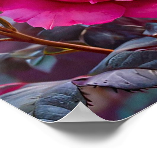 Rosa lebendige Rose Poster (Ecke)