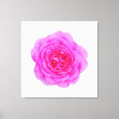 Rosa Leinwand (Vorderseite)