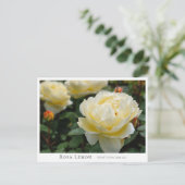 Rosa Lemon Postkarte (Stehend Vorderseite)