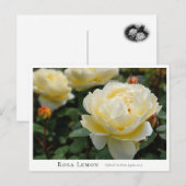 Rosa Lemon Postkarte (Vorne/Hinten)