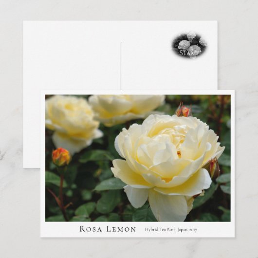 Rosa Lemon Postkarte (Vorne/Hinten)