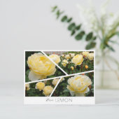 Rosa Lemon Postkarte (Stehend Vorderseite)