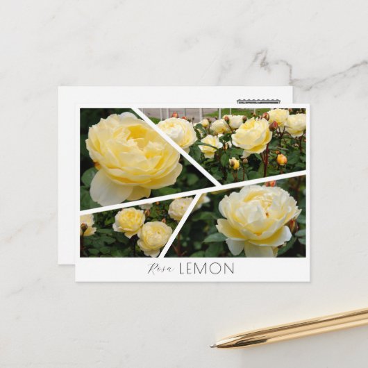 Rosa Lemon Postkarte (Vorderseite/Rückseite Beispiel)