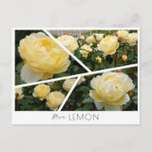 Rosa Lemon Postkarte (Vorderseite)