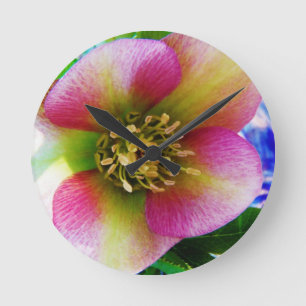 Rosa Lenten Rose, Runde Wanduhr