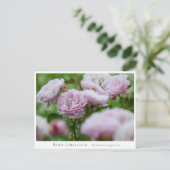 Rosa Libellula Postkarte (Stehend Vorderseite)