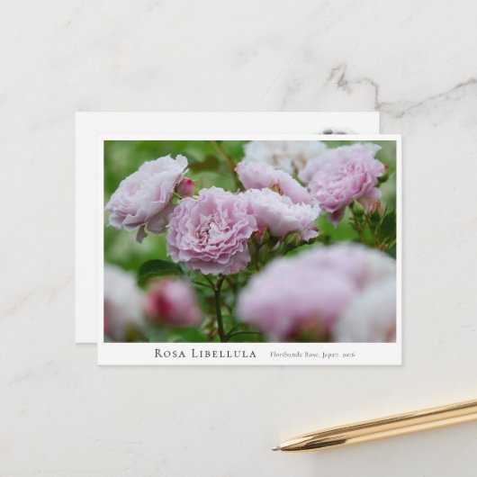 Rosa Libellula Postkarte (Vorderseite/Rückseite Beispiel)